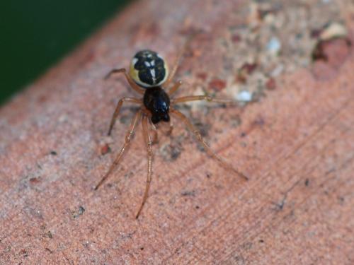 Réf. 356 479 : Pachygnatha degeeri